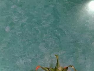 Offline vicente_ferrer on Flirt4Free